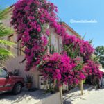 Bougainvillea in Rethymno