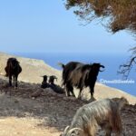 Wild Goats on the way to Balos