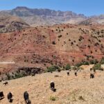 Goats in Oukaimeden Valley